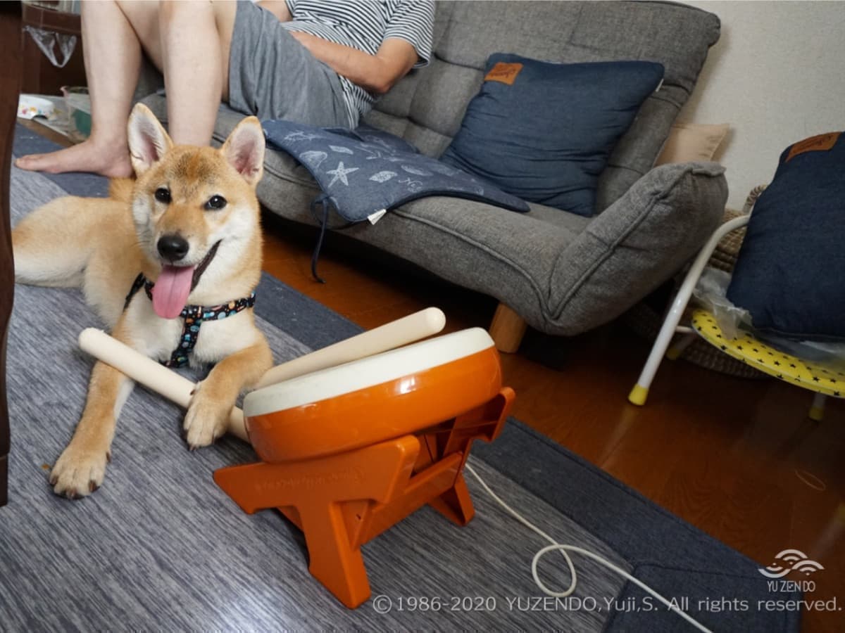 太鼓を打つ柴犬
